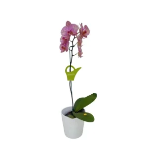 Orquidea "Jupiter" Pequeña