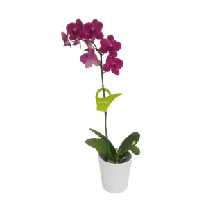 Orquídea «Montreux» Mediana