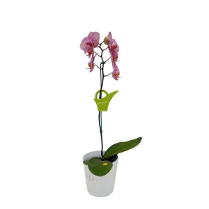 Orquidea "Jupiter" Pequeña