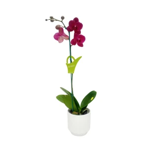 Orquídea «Montreux» Mediana