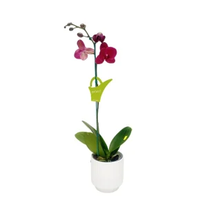 Orquídea «Montreux» Mediana