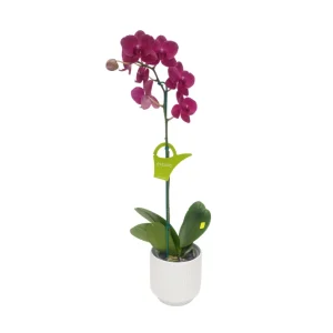 Orquídea «Montreux» Mediana