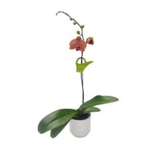 Orquidea "Jupiter" Mediana