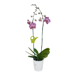 Orquídea "Budapest" 2 varas Premium