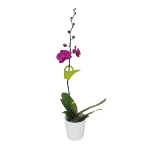 Orquídea "LUSAKA" Mediana