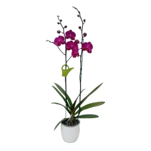 Orquídea "LUSAKA" 2 varas Premium