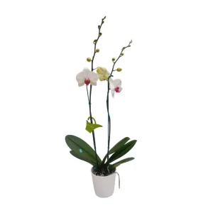 Orquídea "Toronto" 2 varas Premium