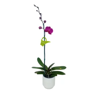 Orquídea "LUSAKA" Mediana