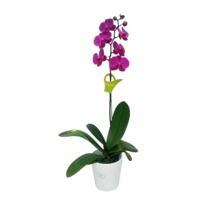 Orquídea "LUSAKA" Mediana