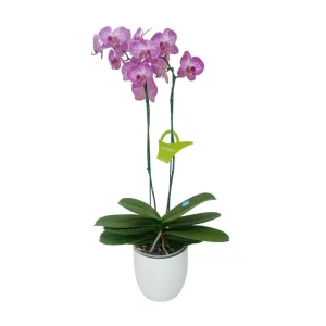 Orquídea "Budapest" 2 varas Premium