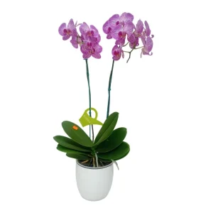Orquídea "Budapest" 2 varas