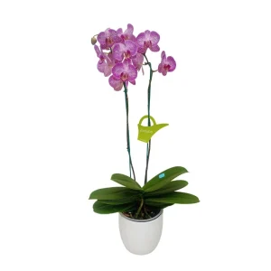 Orquídea "Budapest" 2 varas Premium