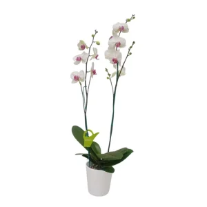 Orquídea "Toronto" 2 varas Premium con varas laterales