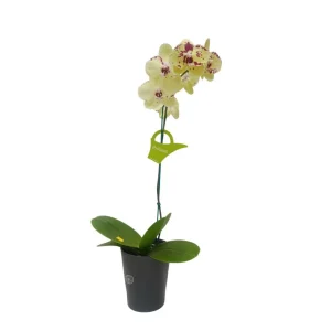 Orquídea "Albufeira" Mediana