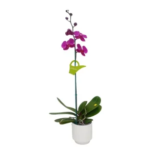 Orquídea "LUSAKA" Mediana