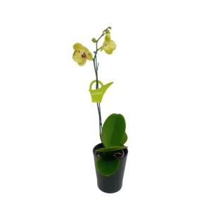 Orquídea "Albufeira" Mediana