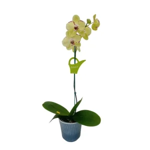Orquídea "Albufeira" Mediana