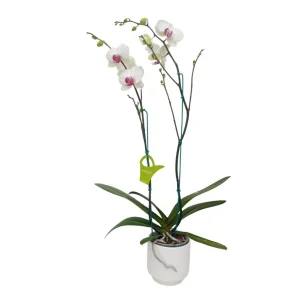 Orquídea "Toronto" 2 varas Premium con varas laterales