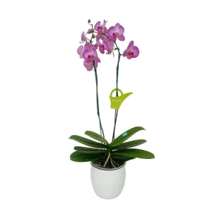 Orquídea "Budapest" 2 varas Premium