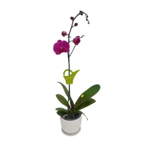 Orquídea "LUSAKA" Mediana