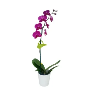 Orquídea "LUSAKA" Mediana