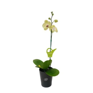 Orquídea "Albufeira" Mediana