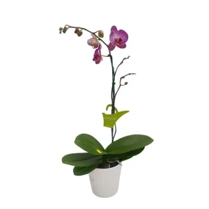 Orquídea "Budapest" Mediana