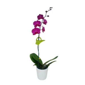 Orquídea "LUSAKA" Mediana