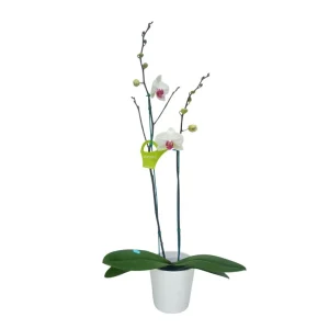 Orquídea "Toronto" 2 varas Premium