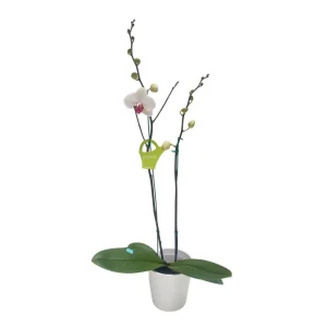 Orquídea "Toronto" 2 varas Premium