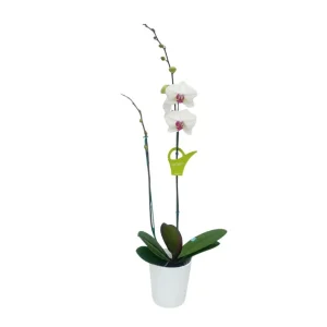 Orquídea "Toronto" 2 varas Premium