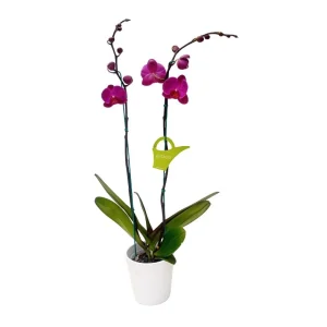 Orquídea "LUSAKA" 2 varas Premium