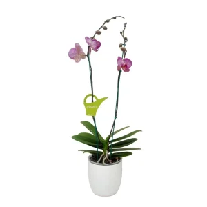 Orquídea "Budapest" 2 varas Premium