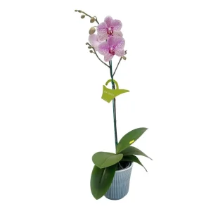 Orquídea "GOTTEBORG" Mediana