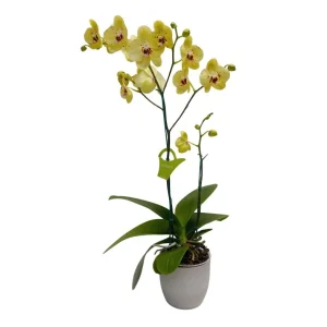 Orquídea "Albufeira" 2 varas Premium