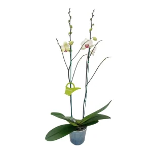 Orquídea "Toronto" 2 varas Premium con varas laterales