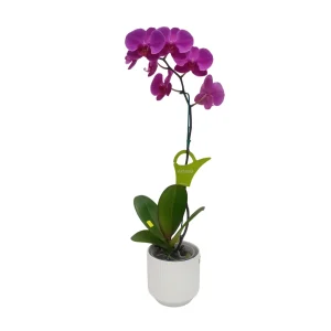 Orquídea "LUSAKA" Mediana