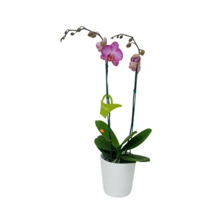 Orquídea "Budapest" 2 varas