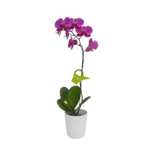 Orquídea "LUSAKA" Mediana