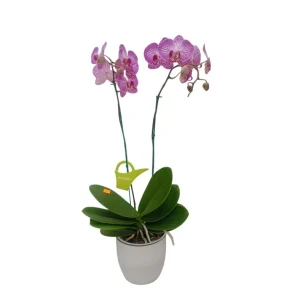 Orquídea "Budapest" 2 varas