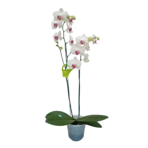 Orquídea "Toronto" 2 varas Premium