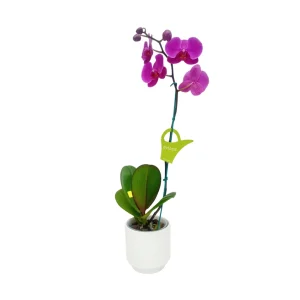 Orquídea "LUSAKA" Mediana