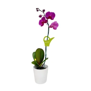 Orquídea "LUSAKA" Mediana