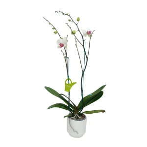 Orquídea "Toronto" 2 varas Premium con varas laterales