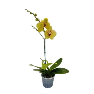 Orquídea "Albufeira" Mediana