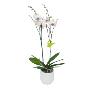 Orquídea "Toronto" 2 varas Premium
