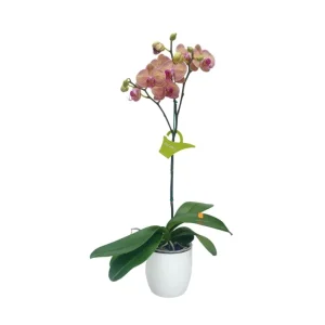 Orquidea "GOLDEN LEOPARD" con varas laterales