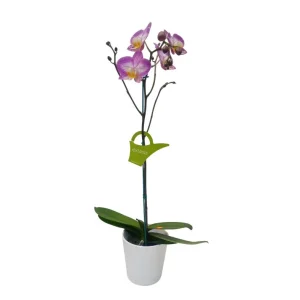 Orquídea "SUNCA" Mediana