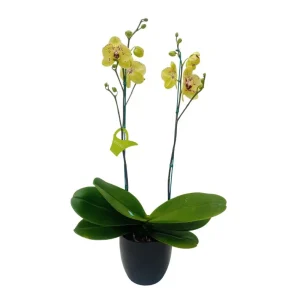 Orquídea "Albufeira" 2 varas Premium