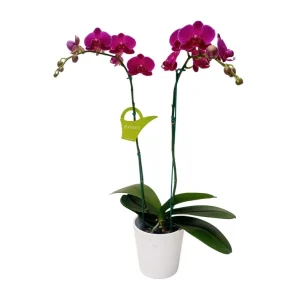 Orquídea "BLOEMFONTEIN" 2 varas